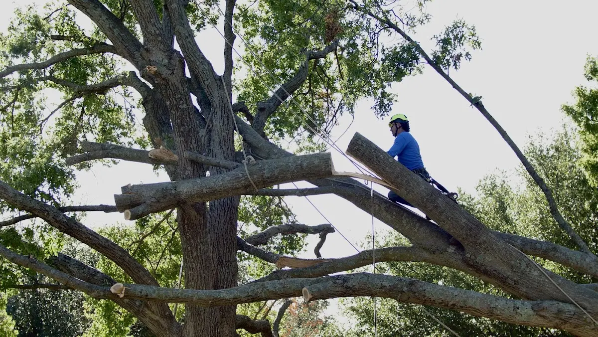 Professional Crown Thinning performed by certified arborists in Mingoville